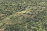 Operação Nexus 2: Polícia encontra e erradica mais 125 mil pés de maconha no norte baiano