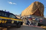 PRF apreende quase 300 m³ de madeira ilegal durante operação ambiental em Pernambuco