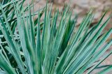 Planta do semiárido, sisal surge como material sustentável na indústria