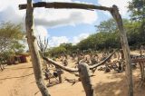 Animais nascidos de troncos e galhos
