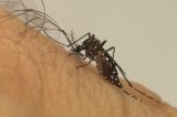 Alagoinhas decreta emergência após mais de 1,3 mil casos suspeitos de dengue
