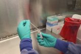 Medo do hantavírus revive teorias da conspiração sobre pandemia de covid