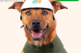 Uso de imagem de cachorro em campanha gera revolta entre trabalhadores da área elétrica