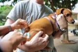 Colesterol alto em cães e gatos pode revelar doenças ocultas Colesterol alto em cães e gatos pode revelar doenças ocultas