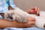 Chave para tratar os cânceres humanos pode estar nos gatos domésticos, diz novo estudo