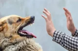 Influenciadora recebe conta de R$ 84 mil após mordida de cachorro