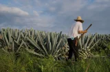Ouro verde e energia: como plantas e grãos estão desbancando petróleo na Bahia