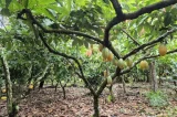 MPF apura suspeita de contaminação em mudas de cacau na Bahia