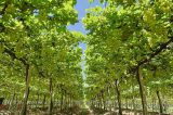 Cooperativas colocam pequenos produtores de Pernambuco no mapa da exportação de uvas Cooperativas colocam pequenos produtores de Pernambuco no mapa da exportação de uvas