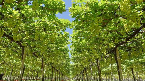 Em nota enviada ao AP, Abrafrutas se manifesta sobre tarifa adicional dos Estados Unidos às frutas brasileiras