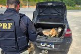 Cinco bodes em situação de maus-tratos são encontrados no porta-malas de carro na BR-408