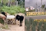 Caprinos são resgatados e devolvidos ao dono na Bahia