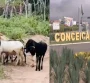 Caprinos são resgatados e devolvidos ao dono na Bahia