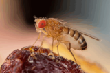 Cientistas descobrem como mosca armazena espermatozoides gigantes