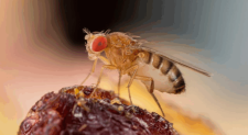 Cientistas descobrem como mosca armazena espermatozoides gigantes