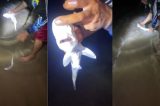 Recife: pescador captura filhote de tubarão em Boa Viagem, brinca com animal e devolve ao mar