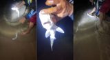 Recife: pescador captura filhote de tubarão em Boa Viagem, brinca com animal e devolve ao mar