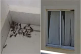 Invasão de vespas assusta moradores e leva prefeitura a emitir alerta em cidade baiana