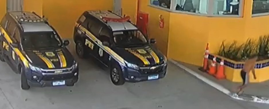 Bebê de 4 meses é salva de engasgo por agentes da PRF em Petrolina, no Sertão