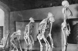 Cientista afirma que nunca houve revolução na evolução humana