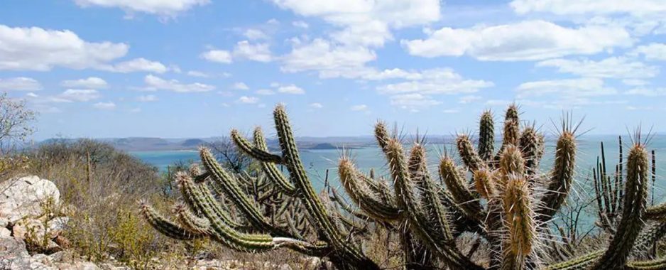 Governo federal amplia ações para frear avanço da desertificação na Caatinga Governo federal amplia ações para frear avanço da desertificação na Caatinga