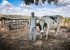 Governo da Bahia fortalece cadeia do leite e transforma a vida de agricultores familiares em Correntina
