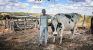 Governo da Bahia fortalece cadeia do leite e transforma a vida de agricultores familiares em Correntina