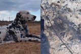 Cachorro é morto a tiro e tem corpo queimado em cidade do Sertão de Pernambuco