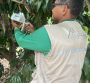 Moscamed reforça importância do monitoramento de moscas-das-frutas com o início da safra de manga para os Estados Unidos Moscamed reforça importância do monitoramento de moscas-das-frutas com o início da safra de manga para os Estados Unidos