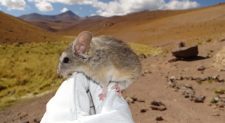 Estudo explica como ratos sobrevivem em vulcões congelados a quase 7 mil metros nos Andes