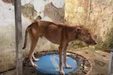 Presa por maus-tratos, mulher recebe liberdade provisória com medidas cautelares no Recife 