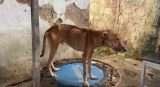 Presa por maus-tratos, mulher recebe liberdade provisória com medidas cautelares no Recife 